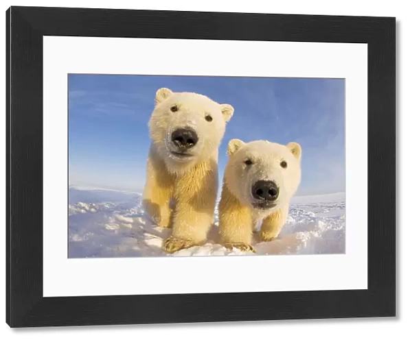 Two curious young Polar bears (Ursus maritimus), Barter Island