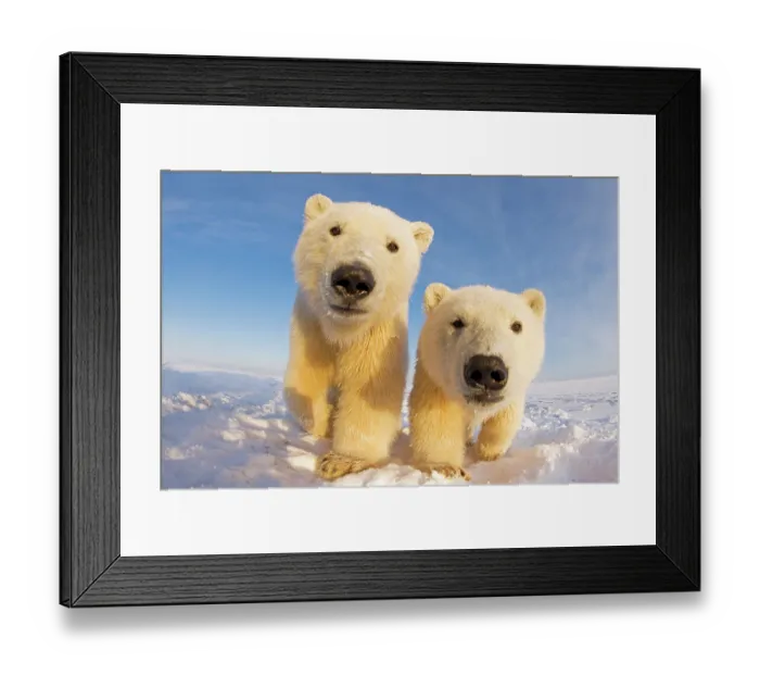 Framed Print : Two curious young Polar bears (Ursus maritimus), Barter Island, off the 1002 area of the Arctic National Wildlife Refuge, North Slope of the Brooks Range, Alaska, October 2011 Framed Print : Two curious young Polar bears (Ursus maritimus), Barter Island, off the 1002 area of the Arctic National Wildlife Refuge, North Slope of the Brooks Range, Alaska, October 2011