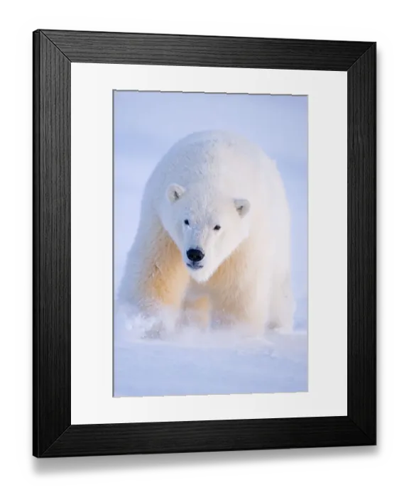 Framed Print : Young Polar bear (Ursus maritimus) traveling across newly formed pack ice during autumnal freeze up Framed Print : Young Polar bear (Ursus maritimus) traveling across newly formed pack ice during autumnal freeze up