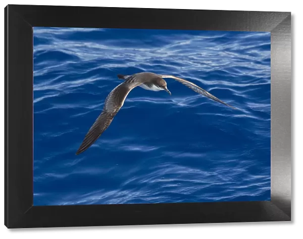 Bullers shearwater (Puffinus bulleri) in flight low over the water, showing upperwing