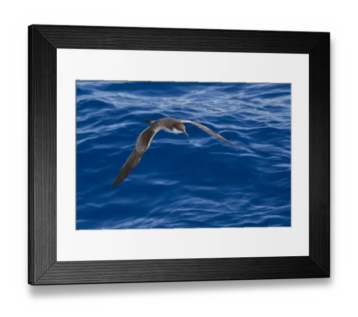 Framed Print : Bullers shearwater (Puffinus bulleri) in flight low over the water, showing upperwing Framed Print : Bullers shearwater (Puffinus bulleri) in flight low over the water, showing upperwing