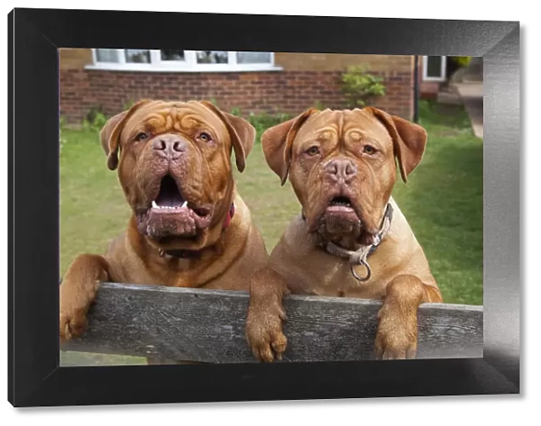 Two Dogue de Bordeaux dogs looking over garden fence. No release available
