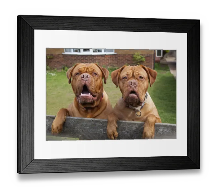 Framed Print : Two Dogue de Bordeaux dogs looking over garden fence. No release available Framed Print : Two Dogue de Bordeaux dogs looking over garden fence. No release available
