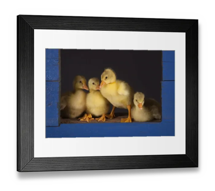 Framed Print : Ebdem Geese Goslings at four days Framed Print : Ebdem Geese Goslings at four days