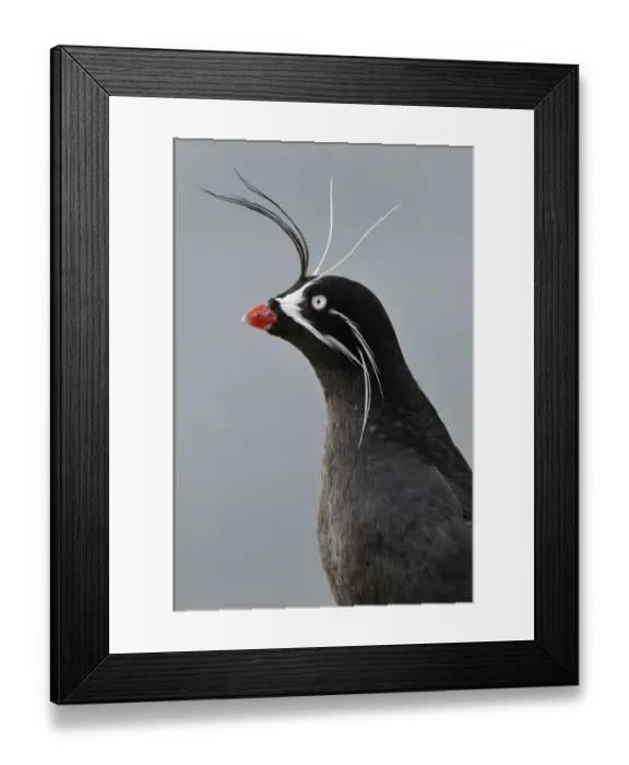 Framed Print : Whiskered auklet (Aethia pygmaea), Iony Island / Jonas Island, Sea of Okhotsk Framed Print : Whiskered auklet (Aethia pygmaea), Iony Island / Jonas Island, Sea of Okhotsk