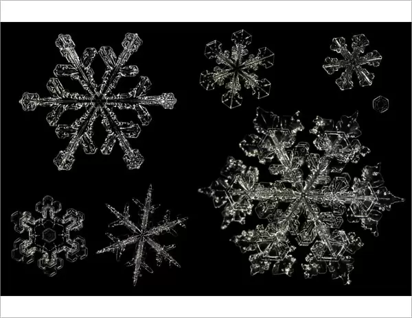 Different Snowflakes showing range in size and pattern, magnified under microscope