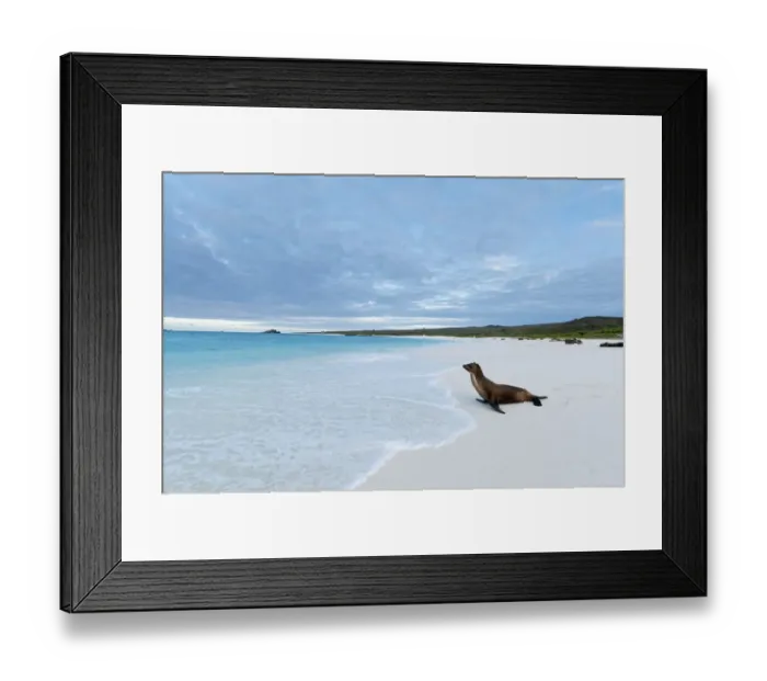 Framed Print : Galapagos sea lion (Zalophus wollebaeki) looking out to sea on sandy beach. Endangered Framed Print : Galapagos sea lion (Zalophus wollebaeki) looking out to sea on sandy beach. Endangered