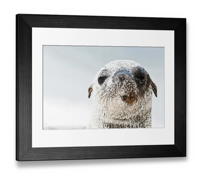 Framed Print : Galapagos sea lion (Zalophus wollebaeki) portrait, covered in sand. Endangered. Seymour Island Framed Print : Galapagos sea lion (Zalophus wollebaeki) portrait, covered in sand. Endangered. Seymour Island