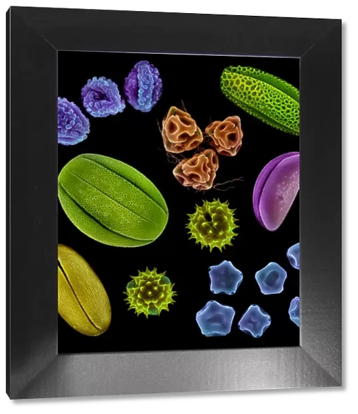 Various pollen grains from several species of UK plant. False coloured scanning electron micrograph