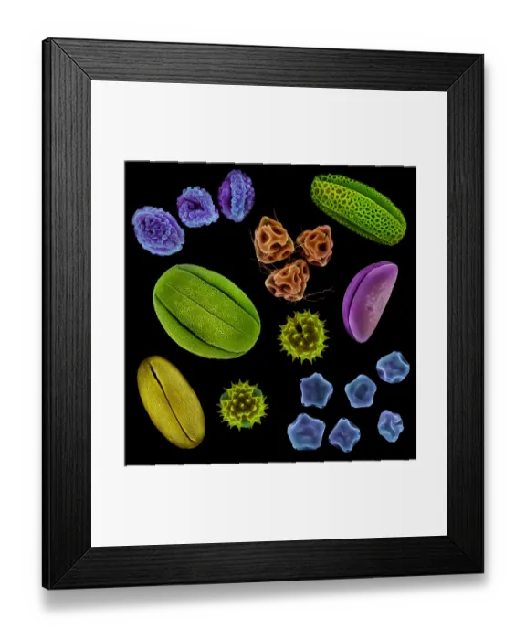 Framed Print : Various pollen grains from several species of UK plant. False coloured scanning electron micrograph Framed Print : Various pollen grains from several species of UK plant. False coloured scanning electron micrograph