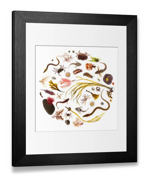Framed Print : Various rockpool animals and seaweeds, photographed on a white background. Isle of Skye Framed Print : Various rockpool animals and seaweeds, photographed on a white background. Isle of Skye