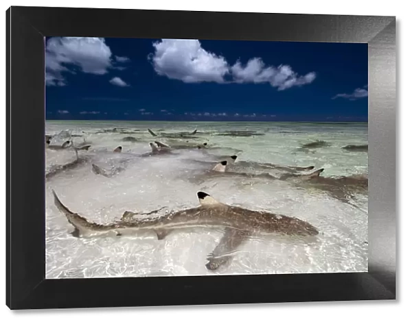 Blacktip reef sharks (Carcharhinus melanopterus) in shallow water gathering very close to shore