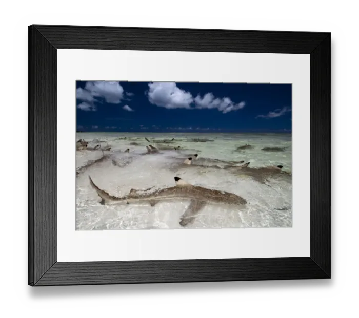 Framed Print : Blacktip reef sharks (Carcharhinus melanopterus) in shallow water gathering very close to shore Framed Print : Blacktip reef sharks (Carcharhinus melanopterus) in shallow water gathering very close to shore