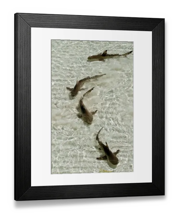 Framed Print : Blacktip reef sharks (Carcharhinus melanopterus) swimming in shallow crystal clear water Framed Print : Blacktip reef sharks (Carcharhinus melanopterus) swimming in shallow crystal clear water