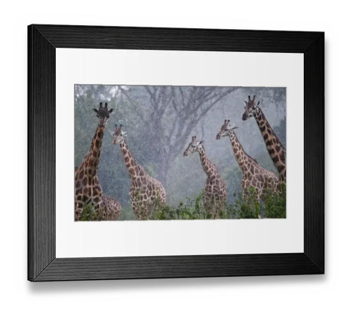 Framed Print : Rothschilds giraffe (Giraffa camelopardalis rothschildi), Murchison Falls National Park Framed Print : Rothschilds giraffe (Giraffa camelopardalis rothschildi), Murchison Falls National Park