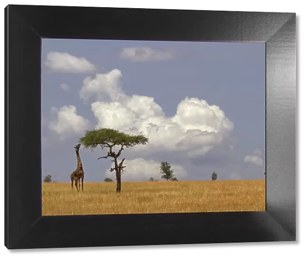Msai Giraffe (Giraffa camelopardalis) feeding on Acacia tree, Serengeti, Tanzania
