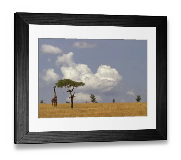 Framed Print : Msai Giraffe (Giraffa camelopardalis) feeding on Acacia tree, Serengeti, Tanzania Framed Print : Msai Giraffe (Giraffa camelopardalis) feeding on Acacia tree, Serengeti, Tanzania