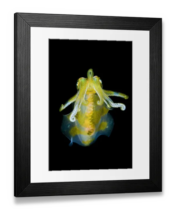 Framed Print : Big fin reef squid (Sepioteuthis lessoniana) descends from open water to the reef at night Framed Print : Big fin reef squid (Sepioteuthis lessoniana) descends from open water to the reef at night