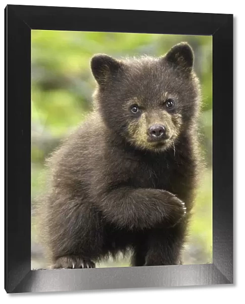 Black bear (Ursus americanus) young cub portrait, Yellowstone National Park, Wyoming, USA