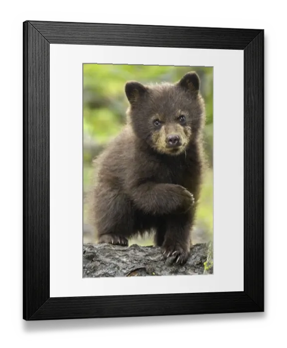 Framed Print : Black bear (Ursus americanus) young cub portrait, Yellowstone National Park, Wyoming, USA Framed Print : Black bear (Ursus americanus) young cub portrait, Yellowstone National Park, Wyoming, USA