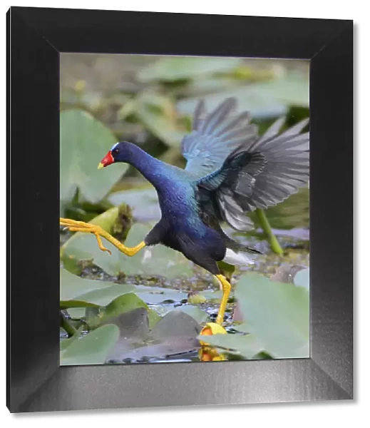 Purple gallinule (Porphyrio martinicus) moving across waterlily covered surface