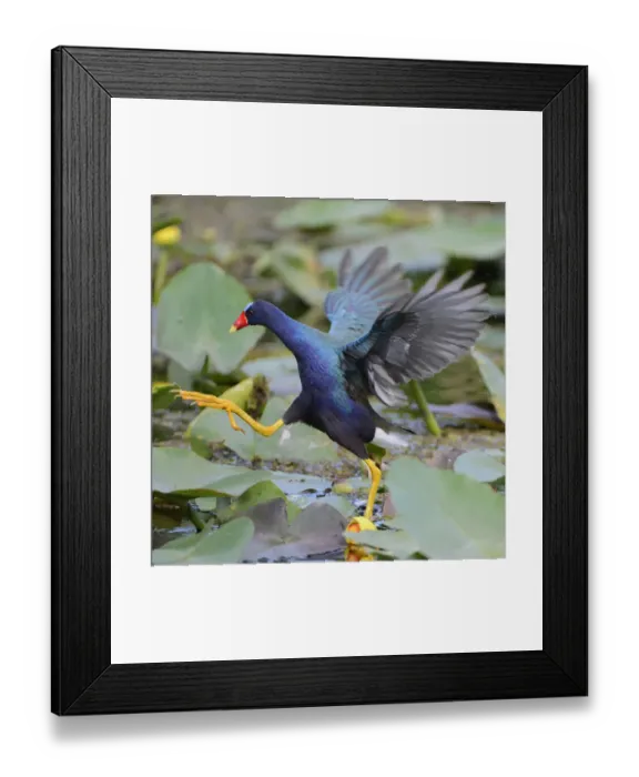 Framed Print : Purple gallinule (Porphyrio martinicus) moving across waterlily covered surface Framed Print : Purple gallinule (Porphyrio martinicus) moving across waterlily covered surface