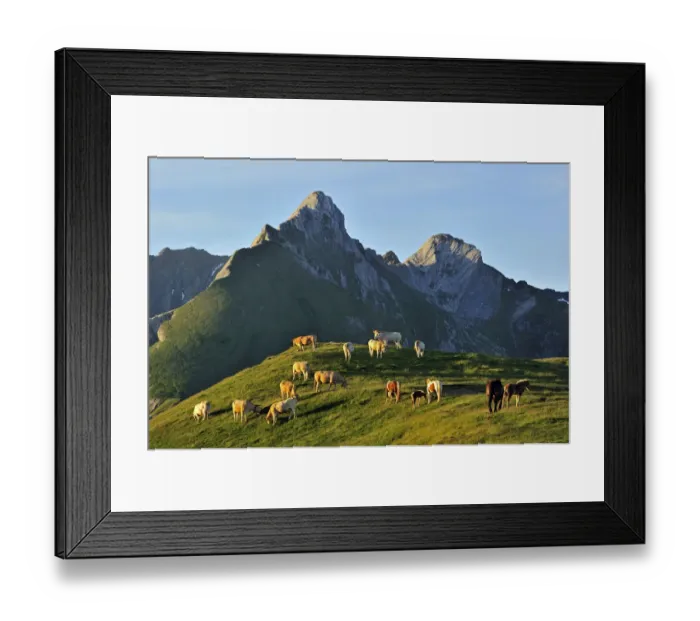 Framed Print : Domestic cows (Bos taurus) and free roaming horses grazing in the Pyrenees-Atlantiques Framed Print : Domestic cows (Bos taurus) and free roaming horses grazing in the Pyrenees-Atlantiques