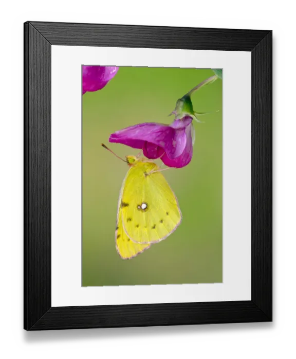 Framed Print : Clouded yellow butterfly (Colias crocea) On Wild sweet pea flower, Captive, UK, July Framed Print : Clouded yellow butterfly (Colias crocea) On Wild sweet pea flower, Captive, UK, July