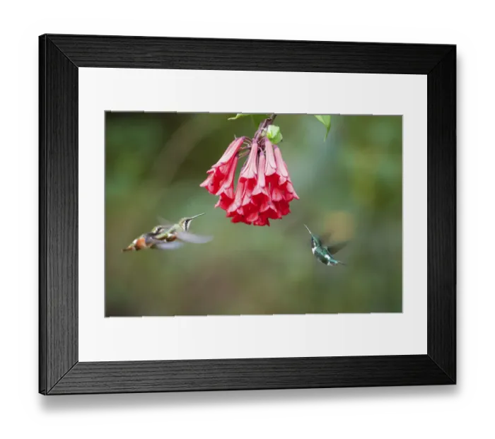Framed Print : White bellied woodstar (Chaetocercus mulsant) three hovering around red flowers Framed Print : White bellied woodstar (Chaetocercus mulsant) three hovering around red flowers