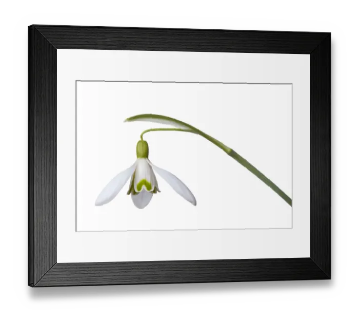 Framed Print : Snowdrop (Galanthus nivalis) Peak District National Park, Derbyshire, UK. March Framed Print : Snowdrop (Galanthus nivalis) Peak District National Park, Derbyshire, UK. March
