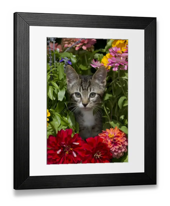 Framed Print : Tabby kitten amongst garden flowers Sarasota, Florida, USA Framed Print : Tabby kitten amongst garden flowers Sarasota, Florida, USA