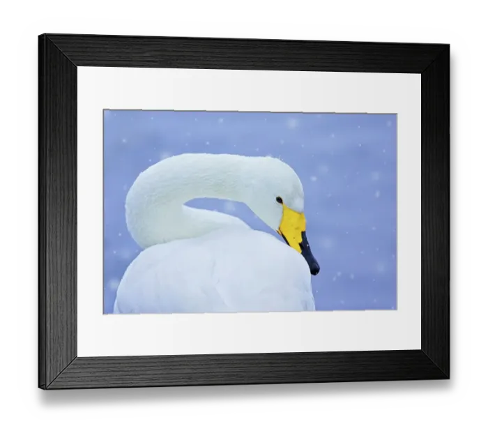 Framed Print : Whooper swan (Cygnus cygnus) in snowfall. Martin Mere Wetlands Trust, Lancashire, UK, January. Animal Portraits category, British Wildlife Photographer Awards (BWPA) competition 2012 Framed Print : Whooper swan (Cygnus cygnus) in snowfall. Martin Mere Wetlands Trust, Lancashire, UK, January. Animal Portraits category, British Wildlife Photographer Awards (BWPA) competition 2012