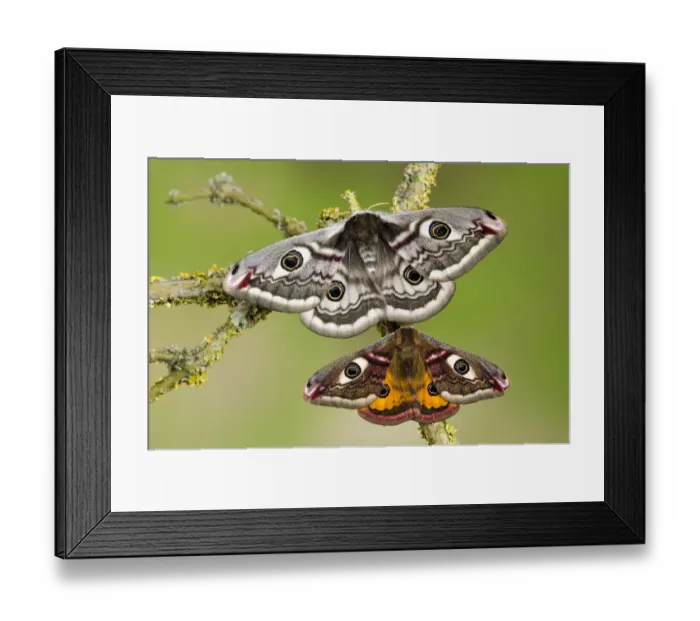 Framed Print : Small emperor moth (Saturnia pavonia) male (bottom) and female with wings open showing Framed Print : Small emperor moth (Saturnia pavonia) male (bottom) and female with wings open showing