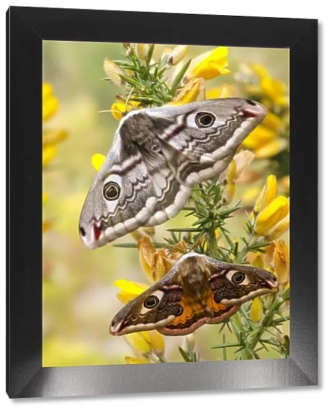 Small emperor moth (Saturnia pavonia) male below female both displaying eyespots on Gorse