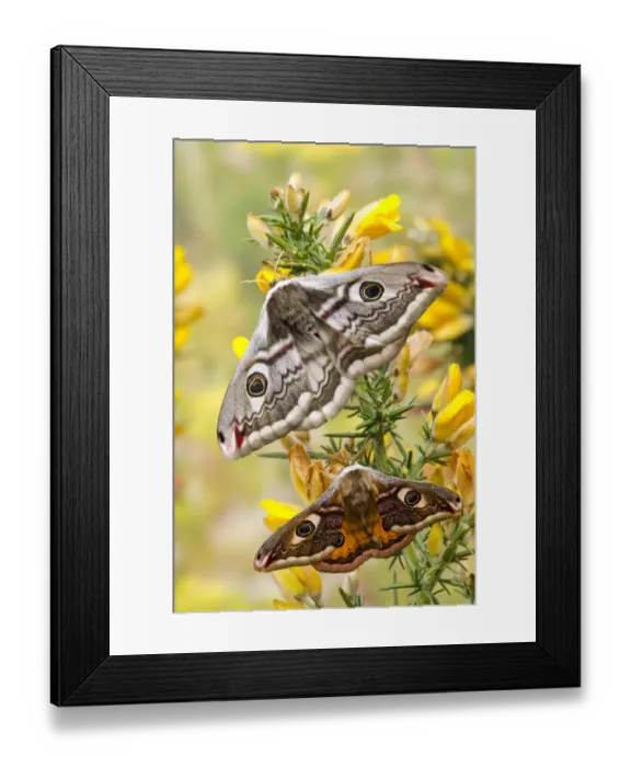 Framed Print : Small emperor moth (Saturnia pavonia) male below female both displaying eyespots on Gorse Framed Print : Small emperor moth (Saturnia pavonia) male below female both displaying eyespots on Gorse