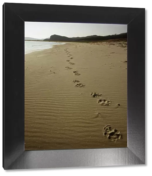 Footprints of an Amur  /  Siberian tiger (Panthera tigris altaica) in sand along the