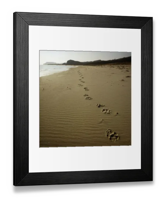 Framed Print : Footprints of an Amur / Siberian tiger (Panthera tigris altaica) in sand along Framed Print : Footprints of an Amur / Siberian tiger (Panthera tigris altaica) in sand along