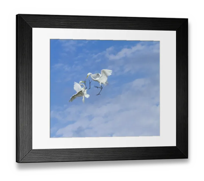 Framed Print : Great Egrets (Ardea alba) territorial fight above nest colony, Everglades National Park Framed Print : Great Egrets (Ardea alba) territorial fight above nest colony, Everglades National Park