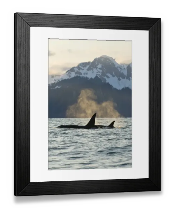 Framed Print : Killer WHale / Orca (Orcinus orca) bull and cow in Resurrection Bay, Kenai Fjords National Park Framed Print : Killer WHale / Orca (Orcinus orca) bull and cow in Resurrection Bay, Kenai Fjords National Park