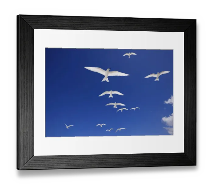 Framed Print : White terns (Gygis alba) flock in flight overhead, Christmas Island / Kiritimati Framed Print : White terns (Gygis alba) flock in flight overhead, Christmas Island / Kiritimati