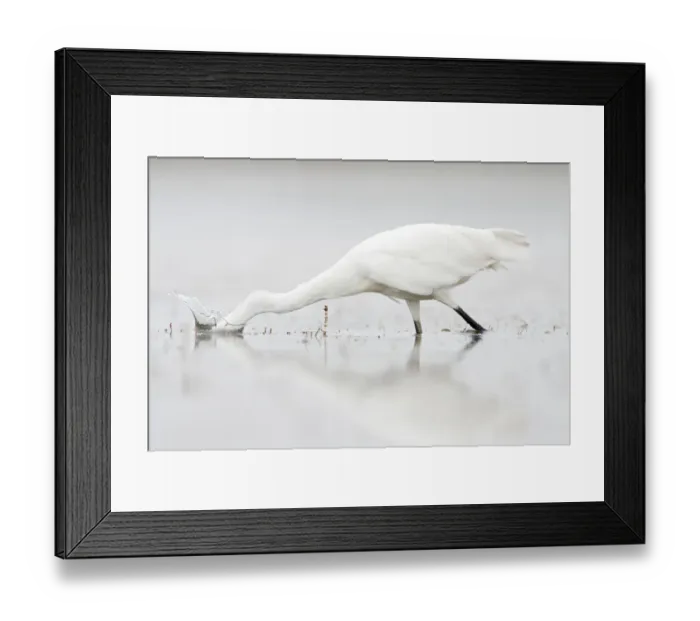 Framed Print : Little egret (Egretta garzetta) attempting to catch fish, Camargue, France, July Framed Print : Little egret (Egretta garzetta) attempting to catch fish, Camargue, France, July