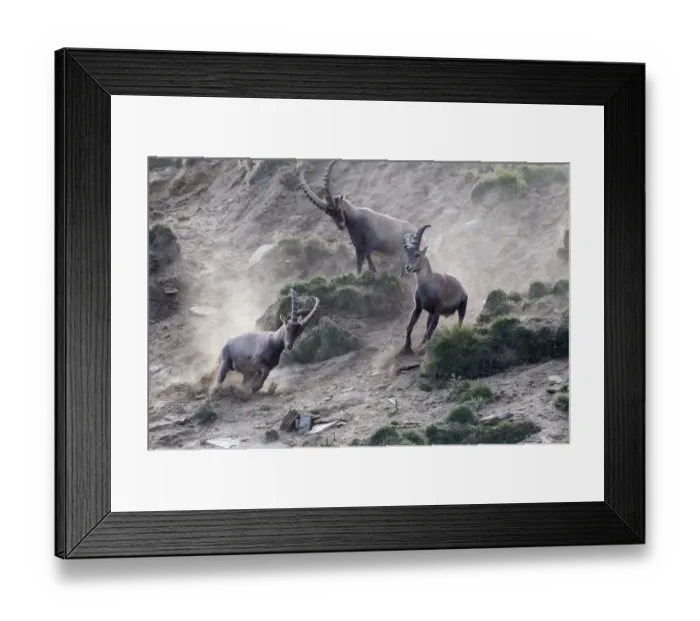 Framed Print : Alpine ibex (Capra ibex) adult male chasing two young males away, Gran Paradiso National Park Framed Print : Alpine ibex (Capra ibex) adult male chasing two young males away, Gran Paradiso National Park