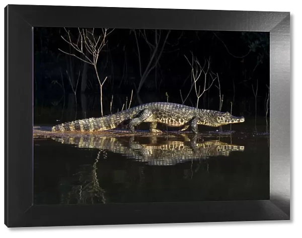 Spectacled caiman (Caiman yacare) walking on a sandy shore at the edge of a river at night