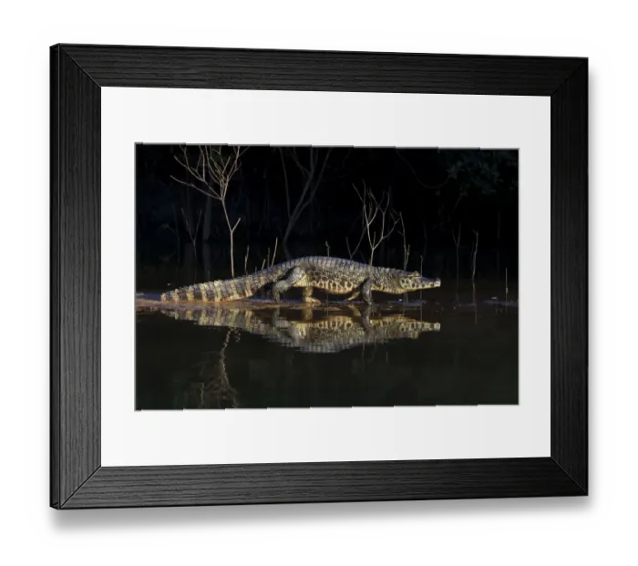 Framed Print : Spectacled caiman (Caiman yacare) walking on a sandy shore at the edge of a river at night Framed Print : Spectacled caiman (Caiman yacare) walking on a sandy shore at the edge of a river at night