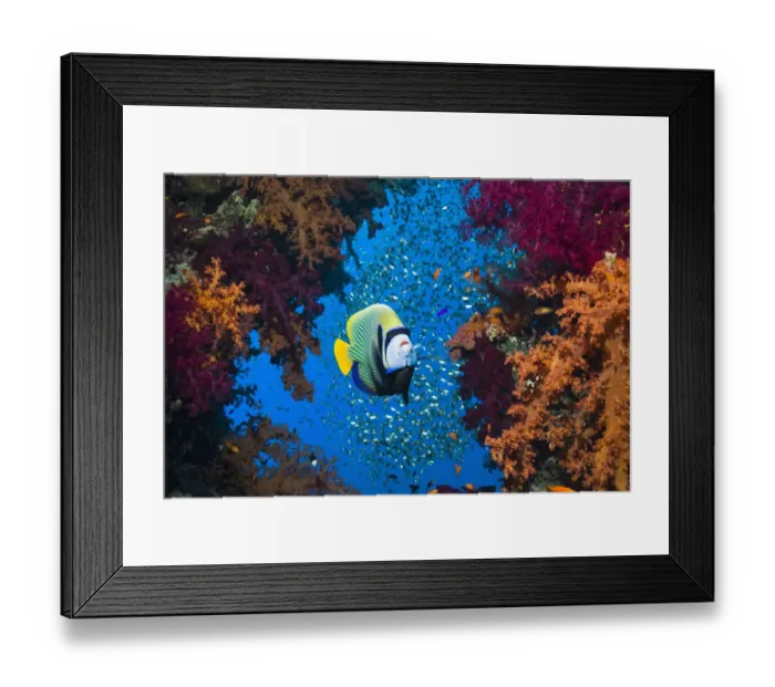 Framed Print : Emperor angelfish (Pomacanthus imperator) with soft corals and sweepers. Egypt, Red Sea Framed Print : Emperor angelfish (Pomacanthus imperator) with soft corals and sweepers. Egypt, Red Sea