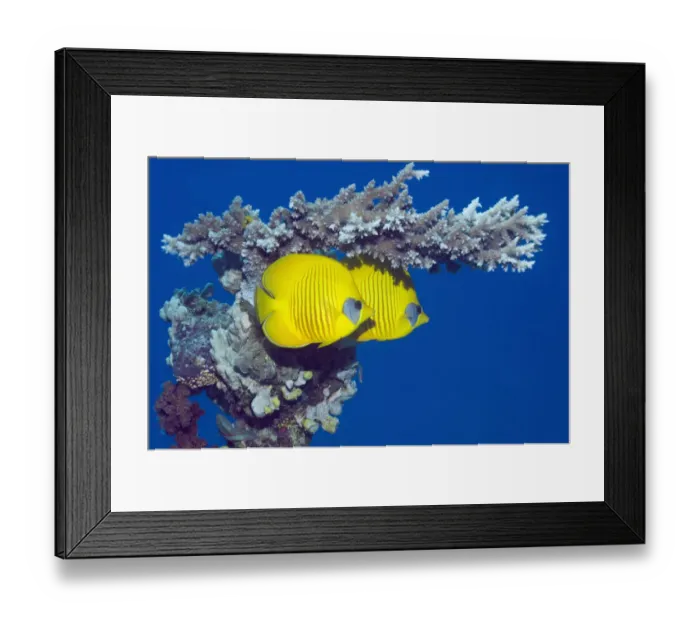 Framed Print : Masked butterflyfish (Chaetodon semilarvatus) with acropora coral. Egypt, Red Sea