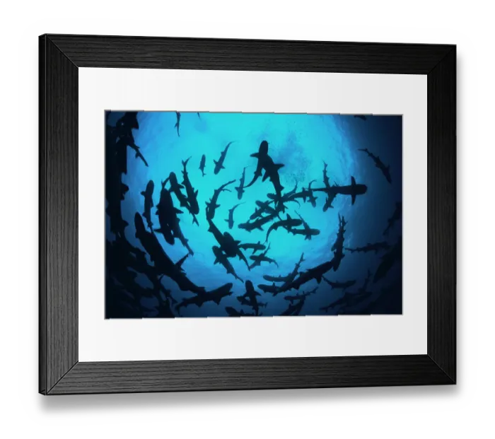 Framed Print : Whitetip reef sharks (Triaenodon obesus) pack silhouetted following scent trail in water column Framed Print : Whitetip reef sharks (Triaenodon obesus) pack silhouetted following scent trail in water column
