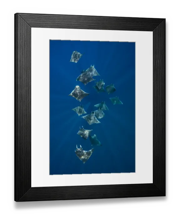 Framed Print : A school of lesser devil rays (Mobula hypostoma) flying through sunbeams as they feed Framed Print : A school of lesser devil rays (Mobula hypostoma) flying through sunbeams as they feed