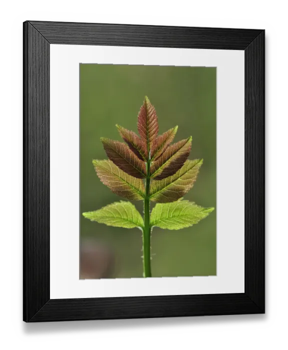 Framed Print : Ash (Fraxinus excelsior) fresh leaf in spring, Dorset, UK April Framed Print : Ash (Fraxinus excelsior) fresh leaf in spring, Dorset, UK April
