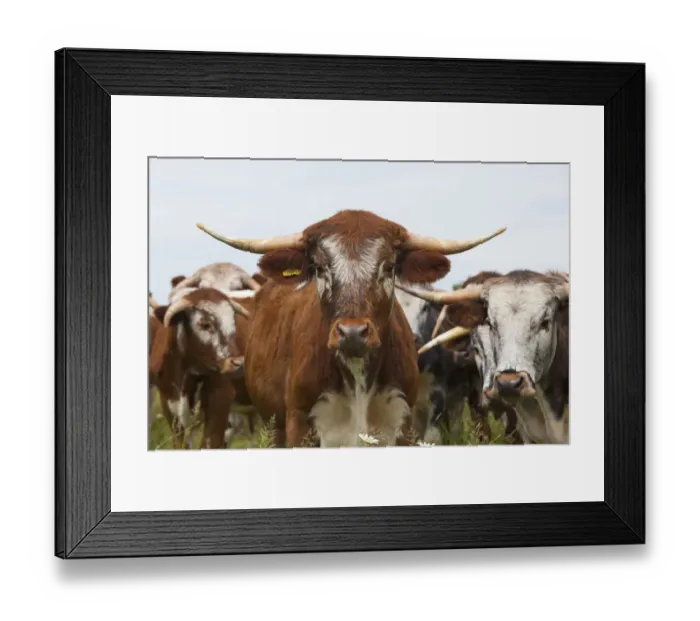 Framed Print : Long Horn cattle in meadow, Norfolk, UK July Framed Print : Long Horn cattle in meadow, Norfolk, UK July